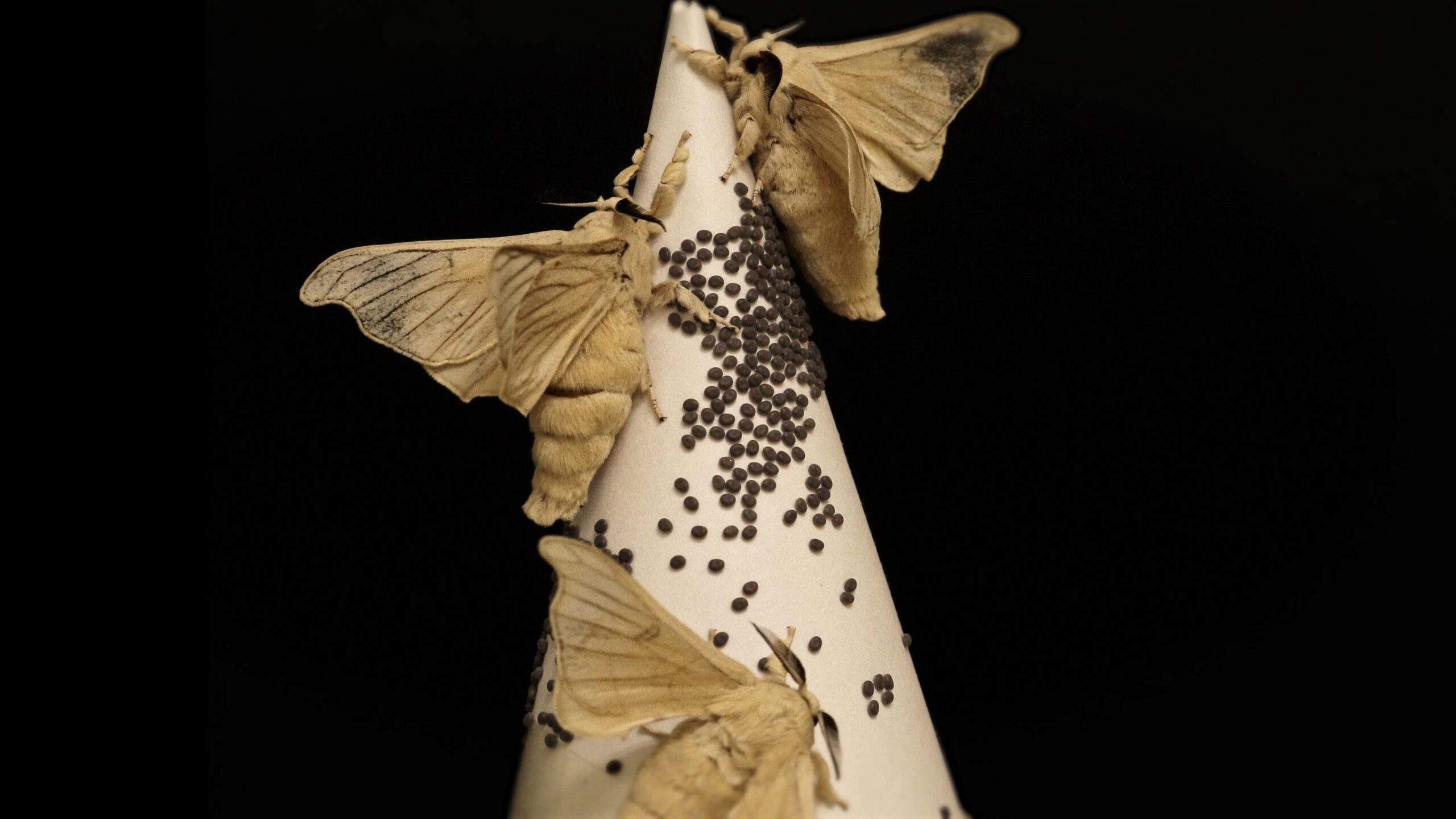 Silkmoths laying small brown silkworm eggs